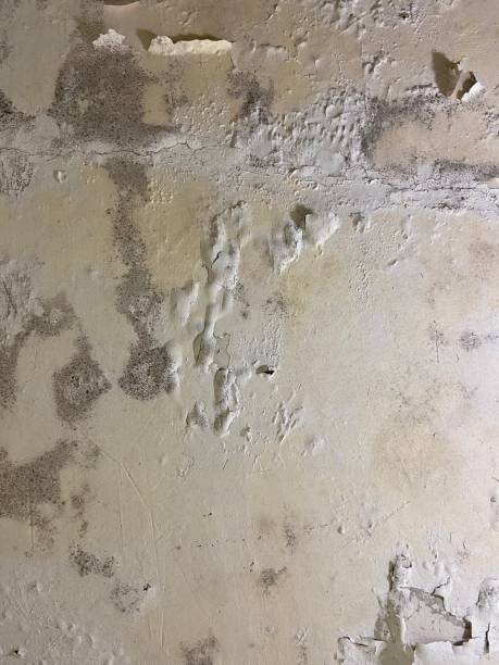 Mold Removal and Inspection in Avon, PA