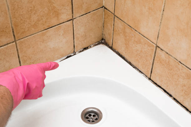 Best Toxic Mold Removal  in Avon, PA